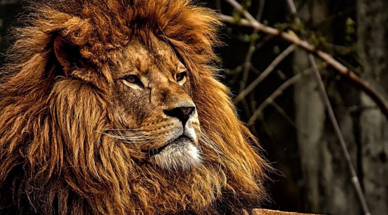 6:20 And when he came to the den, he cried with a lamentable voice unto Daniel: and the king spake and said to Daniel, O Daniel, servant of the living God, is thy God, whom thou servest continually, able to deliver thee from the lions?