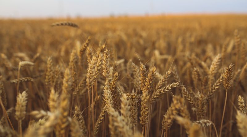 Let both grow together until the harvest: and in the time of harvest I will say to the reapers, Gather ye together first the tares, and bind them in bundles to burn them: but gather the wheat into my barn.