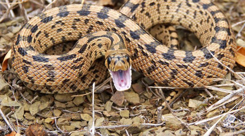 And when the barbarians saw the venomous beast hang on his hand, they said among themselves, No doubt this man is a murderer, whom, though he hath escaped the sea, yet vengeance suffereth not to live.