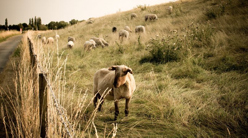 Verily, verily, I say unto you, He that entereth not by the door into the sheepfold, but climbeth up some other way, the same is a thief and a robber.