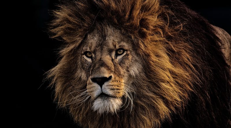 The lion did tear in pieces enough for his whelps, and strangled for his lionesses, and filled his holes with prey, and his dens with ravin.