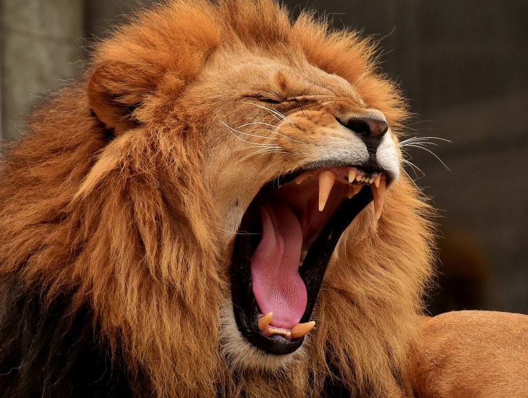 The lion hath roared, who will not fear? the Lord God hath spoken, who can but prophesy?