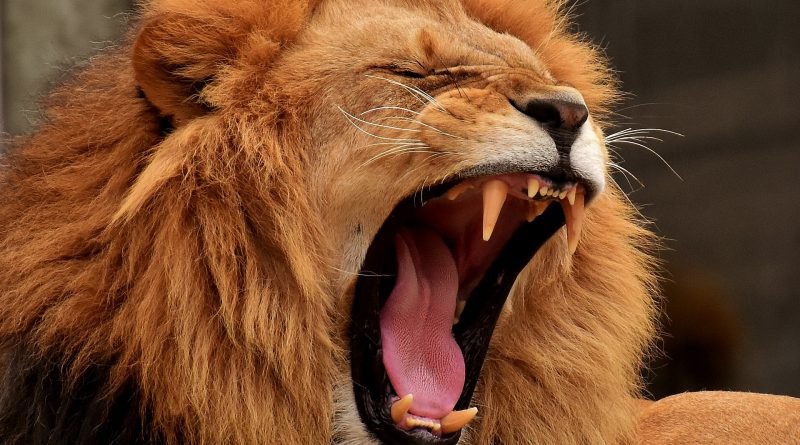 The lion hath roared, who will not fear? the Lord God hath spoken, who can but prophesy?