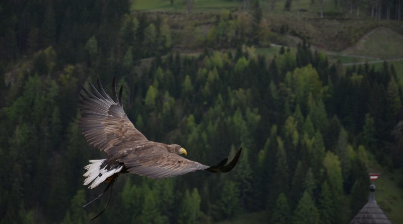 I will say of the Lord, [He is] my refuge and my fortress: my God; in him will I trust.