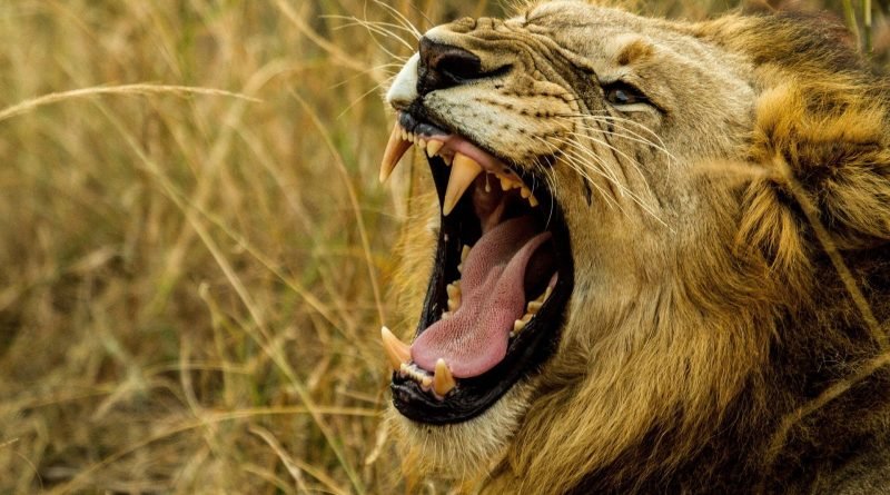 deliver thee from the lions,