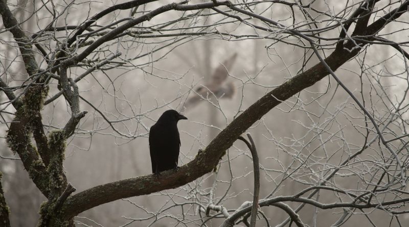 Consider the ravens: for they neither sow nor reap