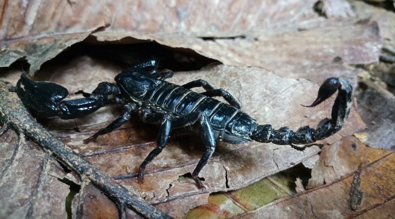 Behold, I give unto you power to tread on serpents and scorpions,