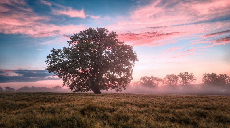 Arise, shine; for thy light is come,