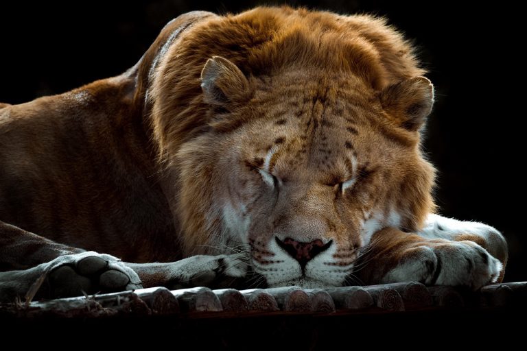 Will a lion roar in the forest, when he hath no prey?