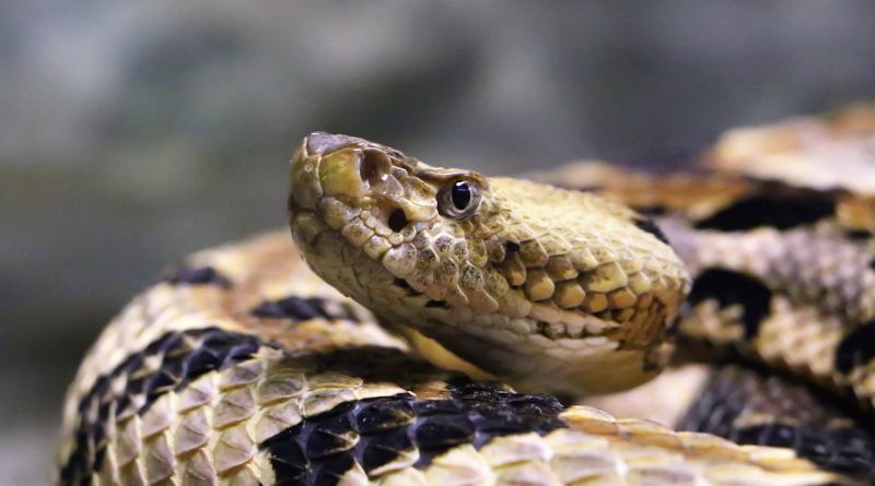 They shall take up serpents; and if they drink any deadly thing,