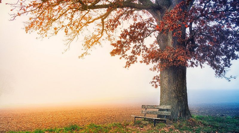 And the Lord said, If ye had faith as a grain of mustard seed,