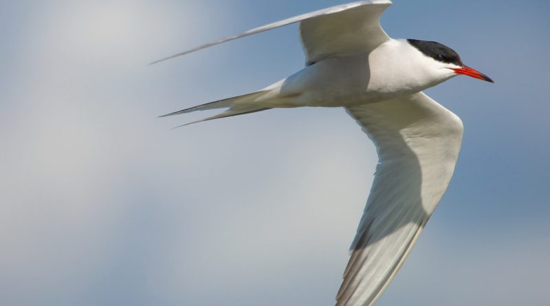 As the bird by wandering, as the swallow by flying,