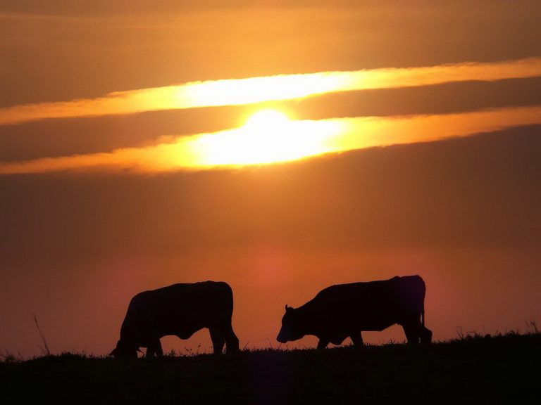 So the Lord blessed the latter end of Job more than his beginning: