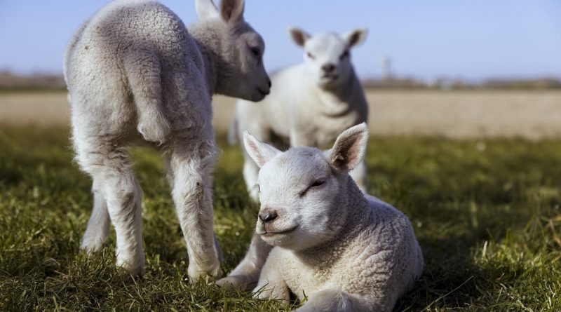 For he is our God; and we are the people of his pasture,