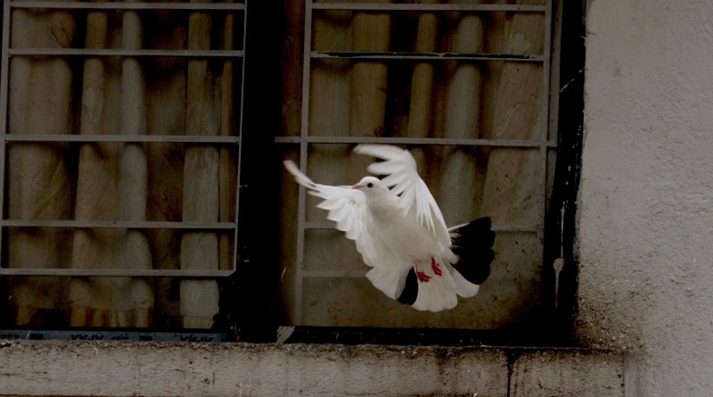 Saying, Amen: Blessing, and glory, and wisdom, and thanksgiving,