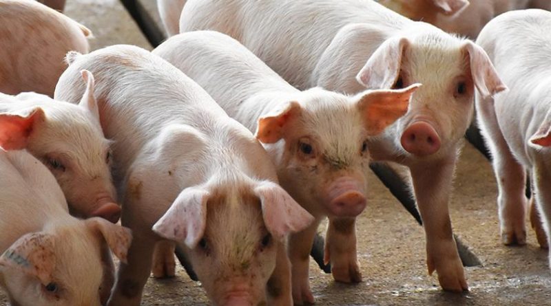 And forthwith Jesus gave them leave. And the unclean spirits went out, and entered into the swine