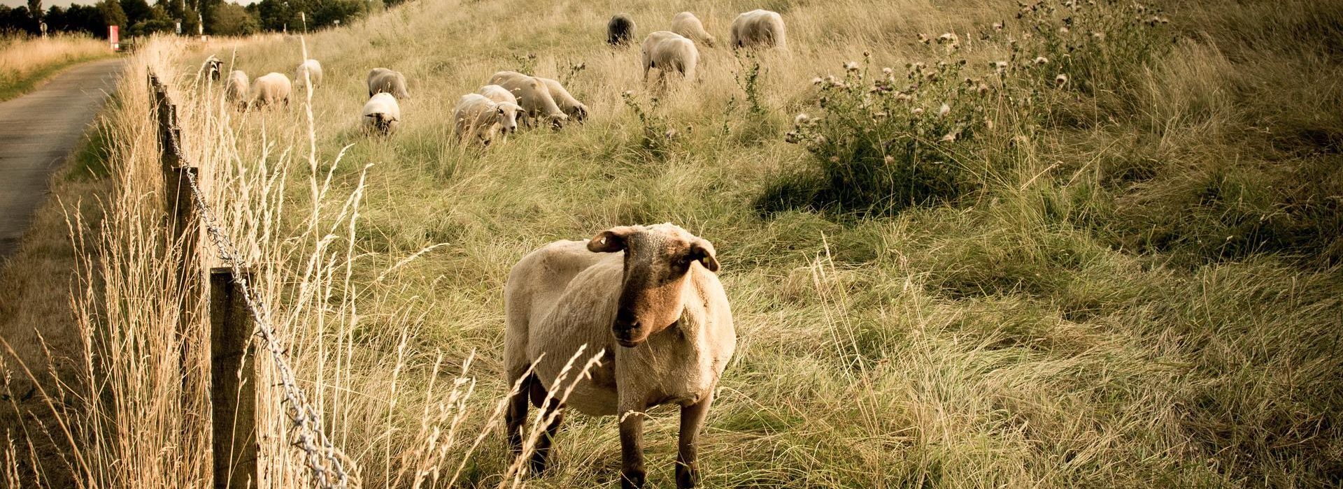 Verily, verily, I say unto you, He that entereth not by the door into the sheepfold, but climbeth up some other way, the same is a thief and a robber.
