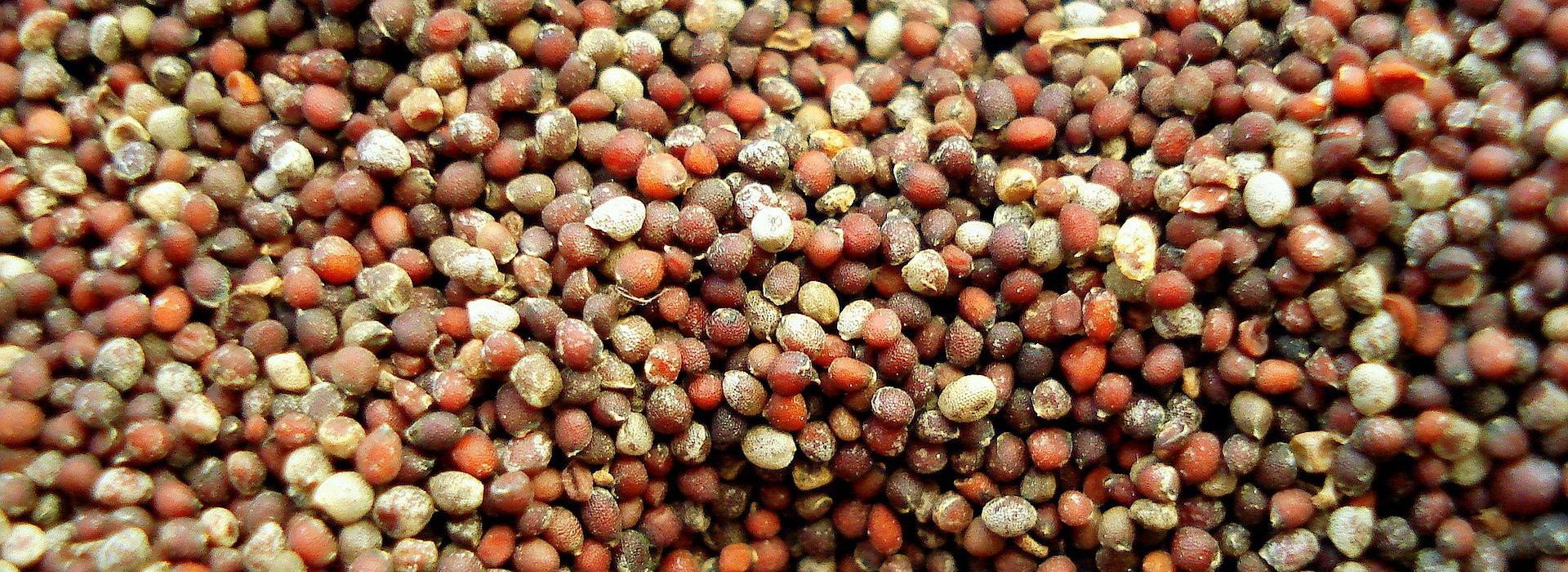 And the Lord said, If ye had faith as a grain of mustard seed, ye might say unto this sycamine tree, Be thou plucked up by the root, and be thou planted in the sea; and it should obey you.