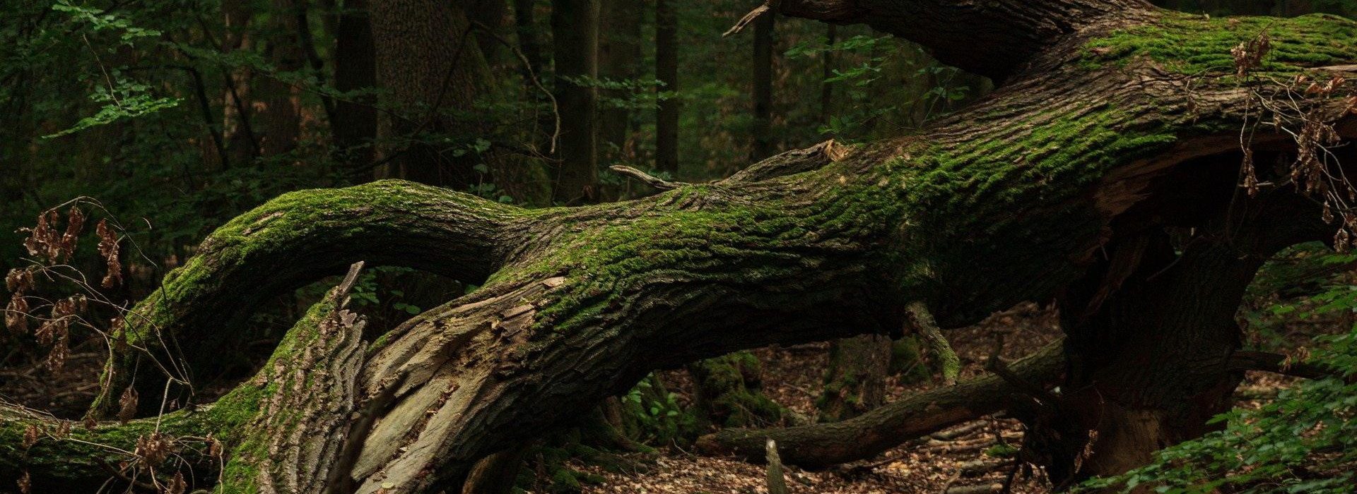 For there is hope of a tree, if it be cut down, that it will sprout again, and that the tender branch thereof will not cease.