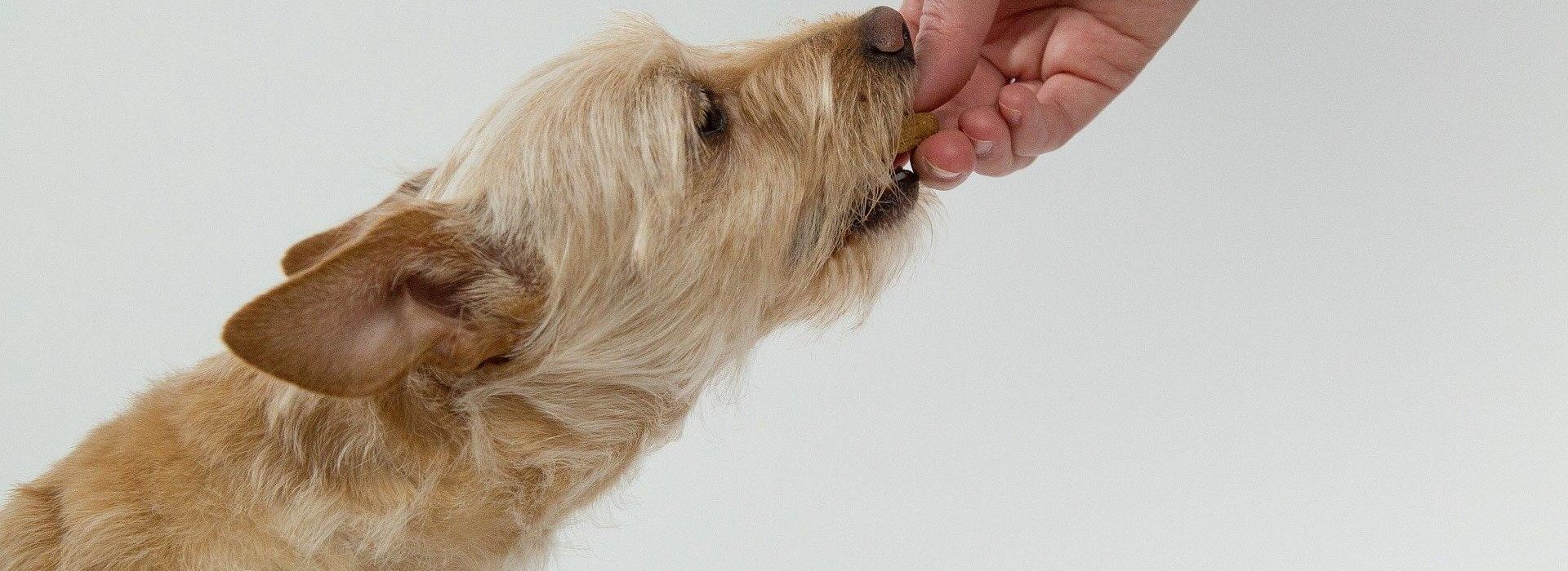 And she said, Truth, Lord: yet the dogs eat of the crumbs which fall from their masters’ table.
