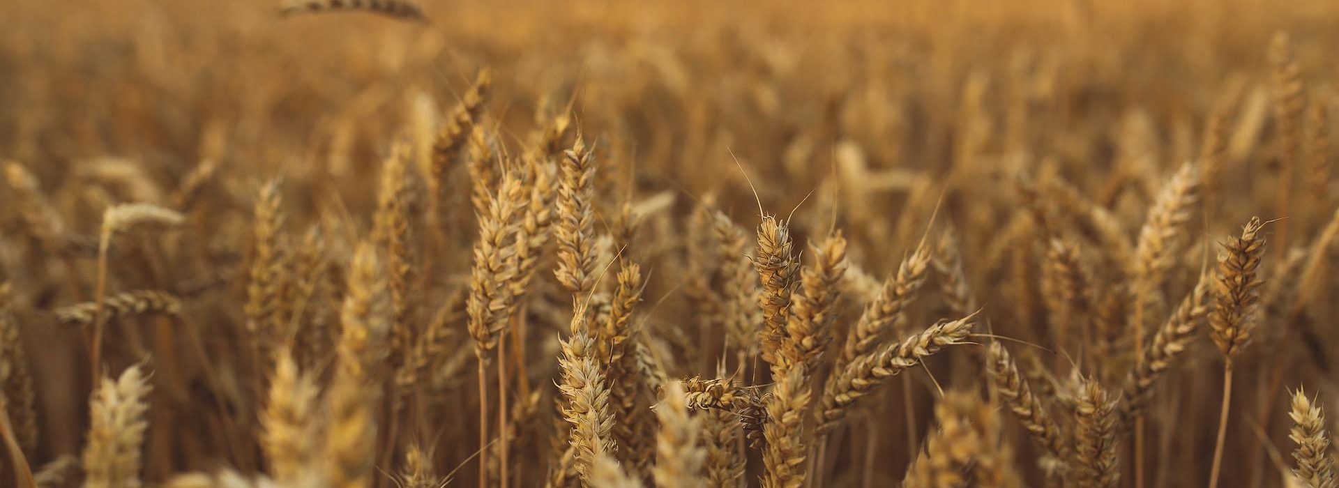 Let both grow together until the harvest: and in the time of harvest I will say to the reapers, Gather ye together first the tares, and bind them in bundles to burn them: but gather the wheat into my barn.
