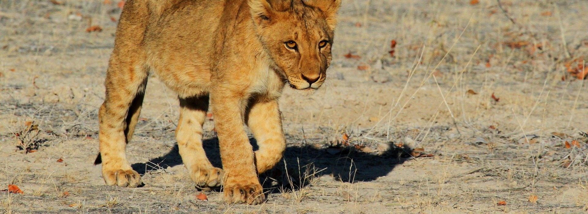 Then went Samson down, and his father and his mother, to Timnath, and came to the vineyards of Timnath: and, behold, a young lion roared against him.