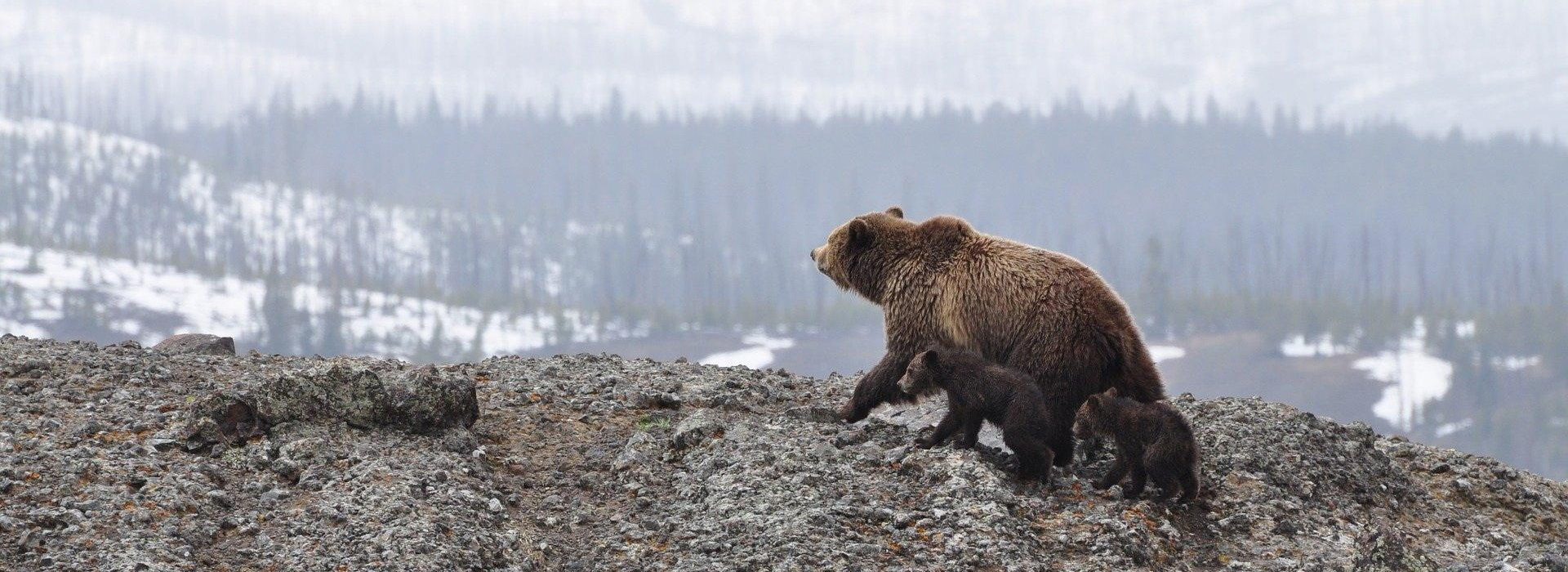 For, said Hushai, thou knowest thy father and his men, that they be mighty men, and they be chafed in their minds, as a bear robbed of her whelps in the field: and thy father is a man of war, and will not lodge with the people.