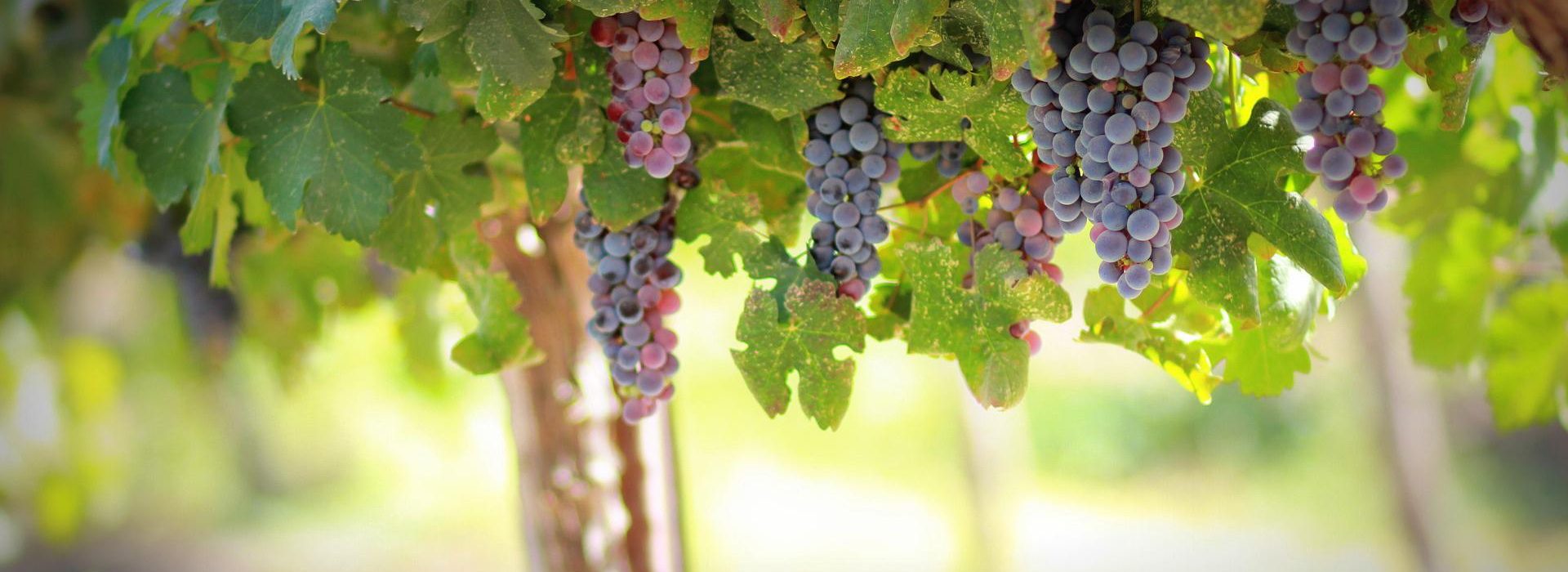 Abide in me, and I in you. As the branch cannot bear fruit of itself, except it abide in the vine; no more can ye, except ye abide in me.