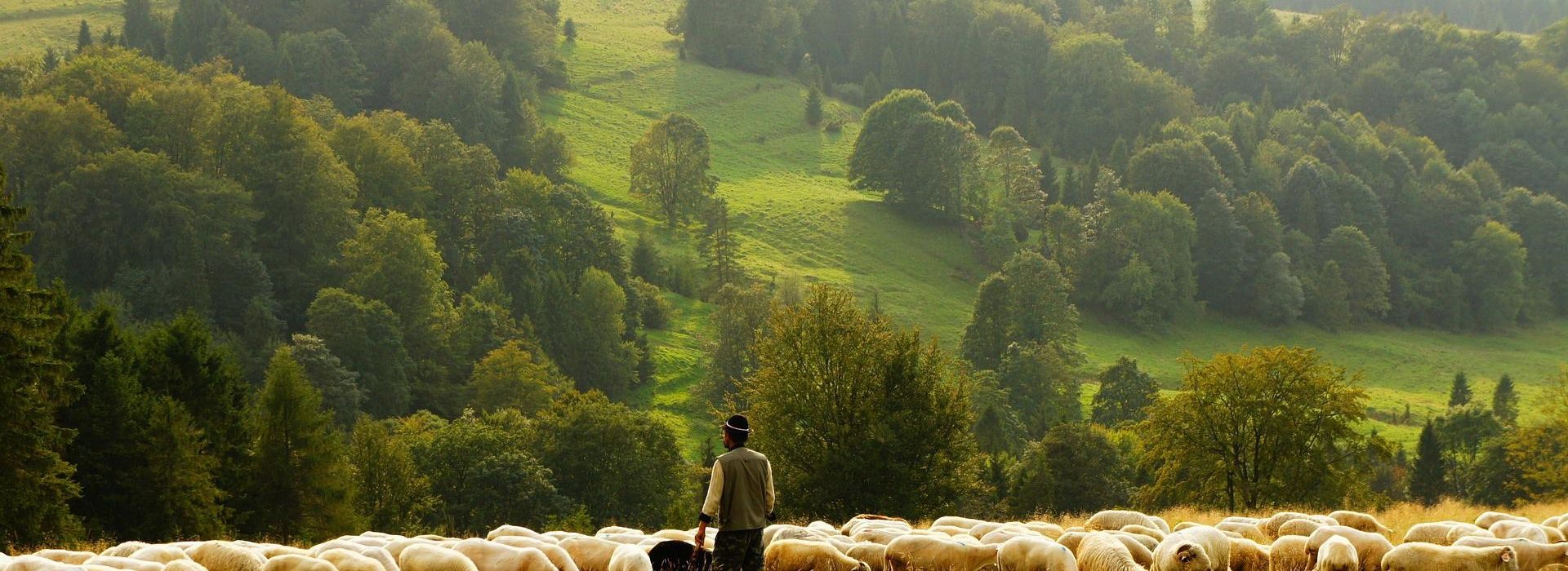 And the Lord took me as I followed the flock, and the Lord said unto me, Go, prophesy unto my people Israel.