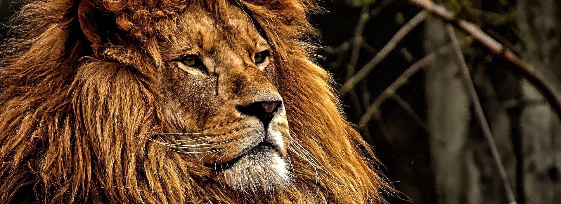 6:20 And when he came to the den, he cried with a lamentable voice unto Daniel: and the king spake and said to Daniel, O Daniel, servant of the living God, is thy God, whom thou servest continually, able to deliver thee from the lions?
