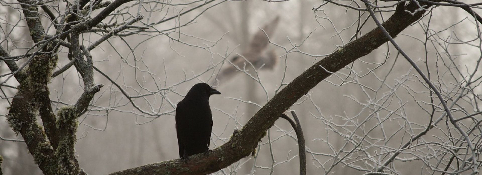 Consider the ravens: for they neither sow nor reap