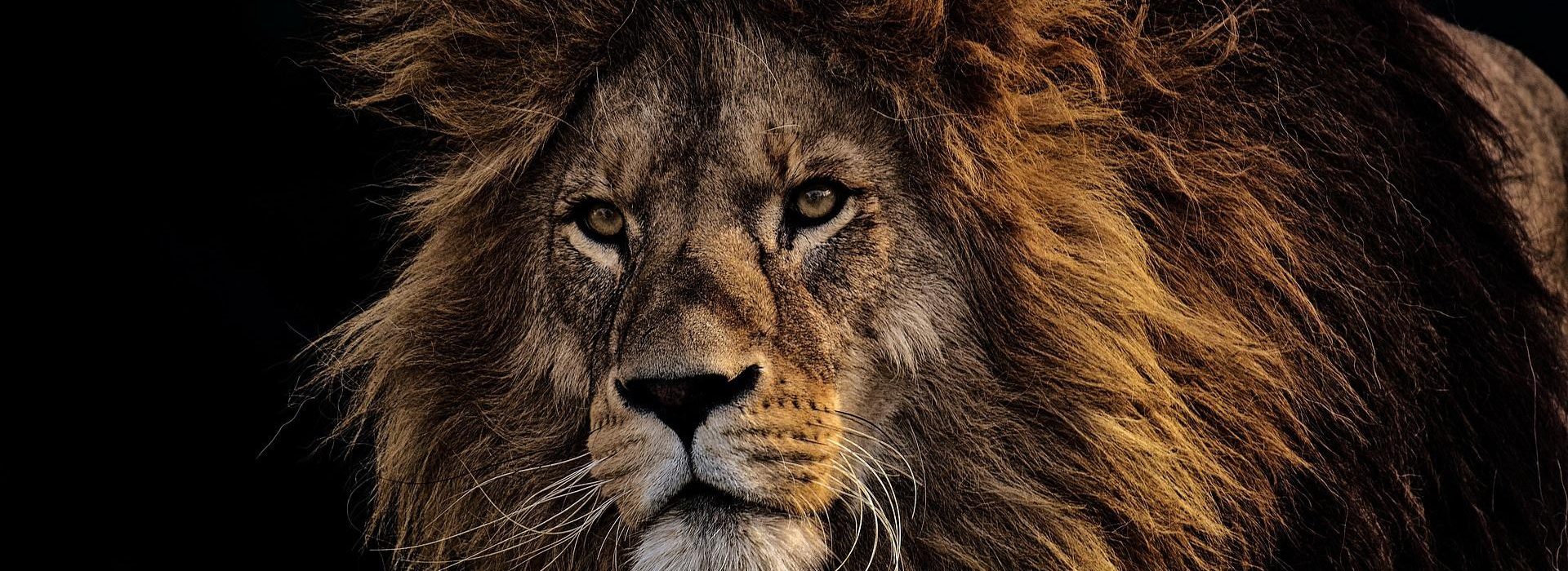 The lion did tear in pieces enough for his whelps, and strangled for his lionesses, and filled his holes with prey, and his dens with ravin.